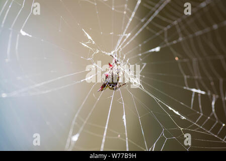 Macro image d'un anasuja Argiope araignée sur une araignée. La Thaïlande, Koh Chang Island. Banque D'Images