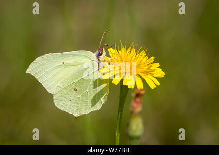 Lepidoptera Gonepteryx rhamni (Brimstone Butterfly Schmetterling / Zitronenfalter) Banque D'Images