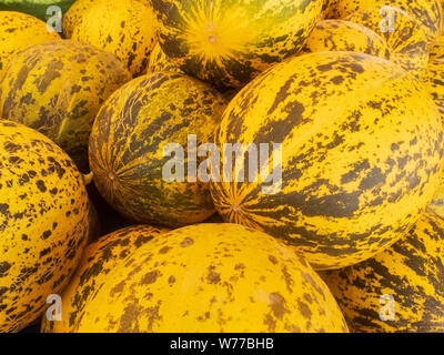 Rayé jaune et vert frais melons empilés sur le marché compteur. Banque D'Images