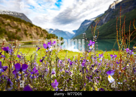 Belle Nature Norvège paysage naturel. lovatnet Lodal lake valley. Banque D'Images