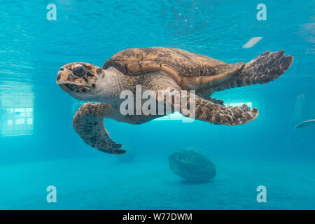 Une tortue se glisse dans l'eau à la Texas State Aquarium à Corpus Christi Description physique : 1 photographie : numérique, tiff, la couleur. Notes : Titre, date et mots-clés basés sur les informations fournies par le photographe. ; Don ; l'Lyda Hill Foundation ; 2014 ; (DLC/PP-2014:054). ; fait partie de : Lyda Hill Texas Collection de photographies dans l'Amérique de Carol M. Highsmith dans le projet Carol M. Highsmith Archive. ; Banque D'Images