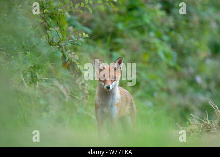 Renard roux cub Banque D'Images