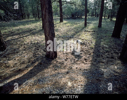 Un loup dans le bois de la Caroline du Nord Description physique : 1 : la transparence ; couleur de 4 x 5 po. ou moins. Notes : Titre, date et mots-clés fournis par le photographe. ; Digital image produite par Carol M. Highsmith pour représenter son film original de la transparence ; certains détails peuvent différer entre le film et les images numériques. ; fait partie de la série sélectionne dans le Carol M. Highsmith Archive. ; et l'achat de cadeaux ; Carol M. Highsmith ; 2011 ; (DLC/PP-2011:124). ; Banque D'Images