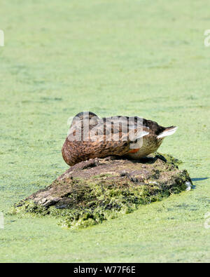 Female mallard (Anas platyrhynchos) dormir sur un journal flottant dans un étang Banque D'Images