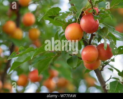 Riche moisson de cherry plum prunier myrobalan Banque D'Images