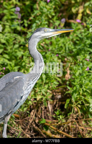 Héron cendré (Ardea cinereal) debout au bord d'un lac Banque D'Images