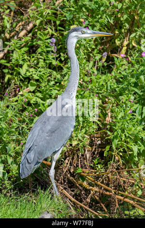 Héron cendré (Ardea cinereal) debout au bord d'un lac Banque D'Images