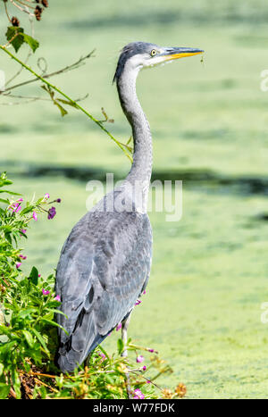 Héron cendré (Ardea cinereal) debout au bord d'un lac Banque D'Images