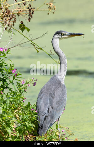 Héron cendré (Ardea cinereal) debout au bord d'un lac Banque D'Images