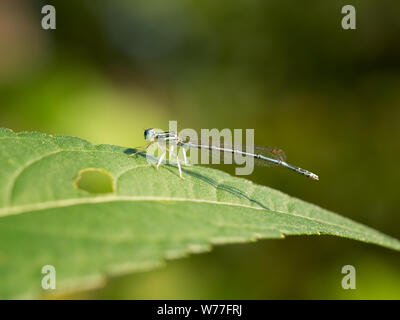 White-pattes Platycnemis pennipes, demoiselle, sur une feuille. L'Italie. Banque D'Images