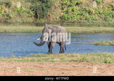 Un éléphant d'Afrique, Loxodonta africana, émergeant de la rivière Letaba Banque D'Images