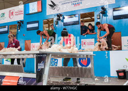 Championnats du monde de TONTE DE MOUTONS France 2019 manutentionnaires laine Banque D'Images