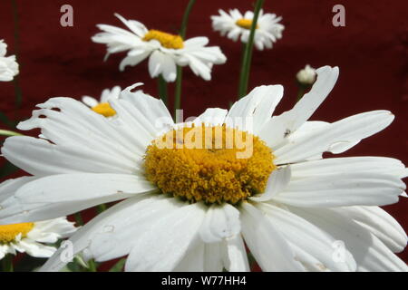 Close up of large (Gerbera) daisy sur une journée ensoleillée à Portmeirion Banque D'Images