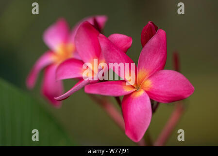 Les fleurs rouges de Plumeria rubra plant close-up à la lumière naturelle. La Thaïlande. Banque D'Images