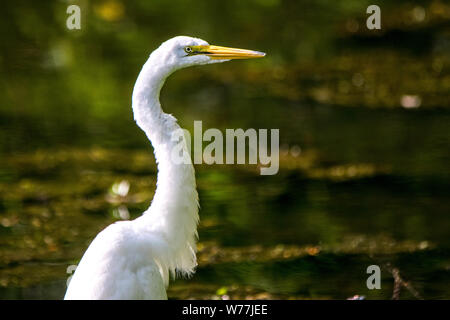 Portrait de profil d'une grande aigrette par un étang en Géorgie Banque D'Images