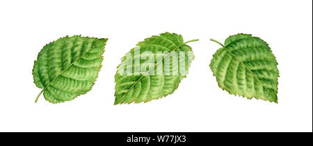 Illustration aquarelle botanique réaliste feuilles feuillage vert noisette : clipart isolé, peint à la main les écrous des trois couleurs d'étiquettes exotiques Banque D'Images