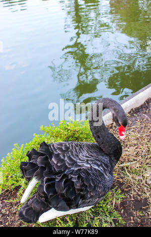 Cygne Noir sur le sol du rez-de-chaussée près de l'eau chauffée dans un jardin botanique et c'est une destination touristique populaire du nord de la Thaïlande. Cygnus atratus Banque D'Images