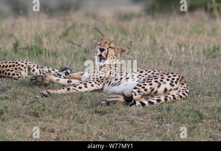 Homme Guépard (Acinonyx jubatus), partie d'une coalition d'hommes, les bâillements Banque D'Images