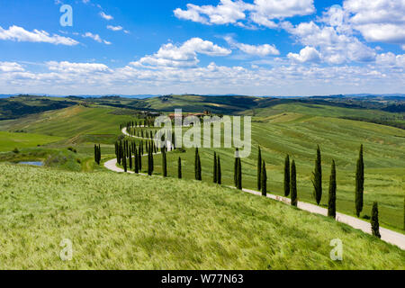 Des collines de Toscane, Italie, sous le soleil d'été. Ligne de cyprès, un chemin de terre menant à un petit ensemble de maisons profondément dans le Comte Banque D'Images