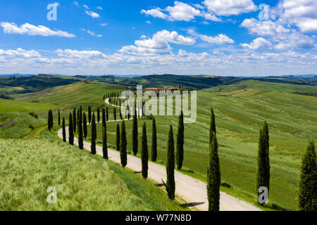 Des collines de Toscane, Italie, sous le soleil d'été. Ligne de cyprès, un chemin de terre menant à un petit ensemble de maisons profondément dans le Comte Banque D'Images