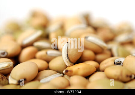 Close up of bean Lablab purpureus Banque D'Images