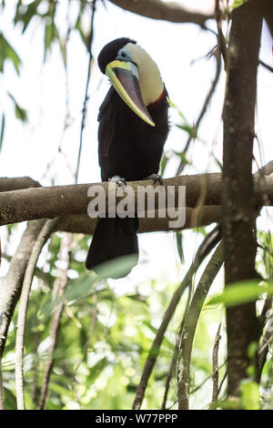 Belle Tucan oiseau exotique sur la forêt tropicale Banque D'Images