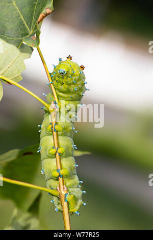 Cecropia moth caterpillar - Hyalophora cecropia Banque D'Images