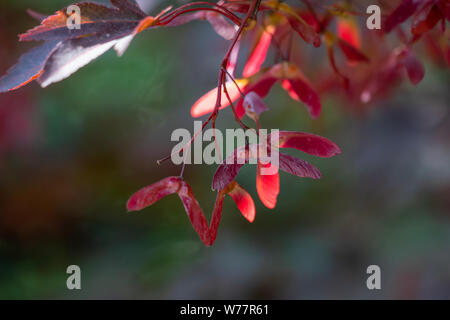 Samara rouge fruits d'un érable japonais (ACER) à l'automne Banque D'Images