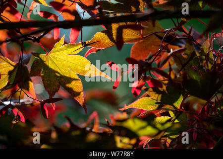 Samara rouge fruits d'un érable japonais (ACER) à l'automne Banque D'Images