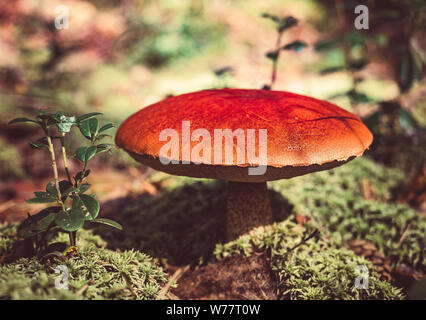 Grande forêt de trembles de champignons en automne. La saison de la cueillette des champignons forestiers. Le Leccinum aurantiacum. Red-capped scaber essuyage. Les bolets comestibles. Cueillette de champignons Banque D'Images