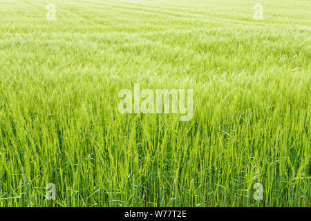 Terrain agricole avec les jeunes de plus en plus sous les épis de céréales de l'été soleil Banque D'Images