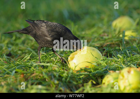 Blackbird européenne (Turdus merula), mâle adulte, dans les pommes, West Yorkshire, Angleterre, Décembre Banque D'Images