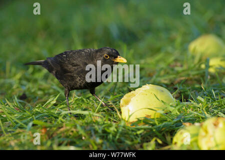 Blackbird européenne (Turdus merula), mâle adulte, dans les pommes, West Yorkshire, Angleterre, Décembre Banque D'Images