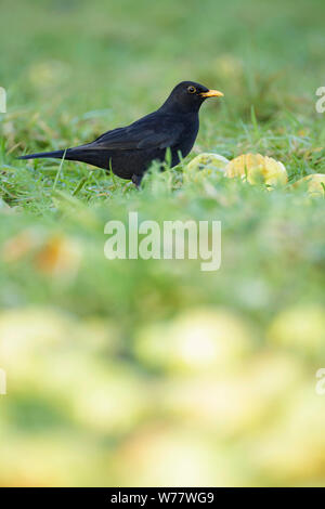 Blackbird européenne (Turdus merula), mâle adulte, dans les pommes, West Yorkshire, Angleterre, Décembre Banque D'Images