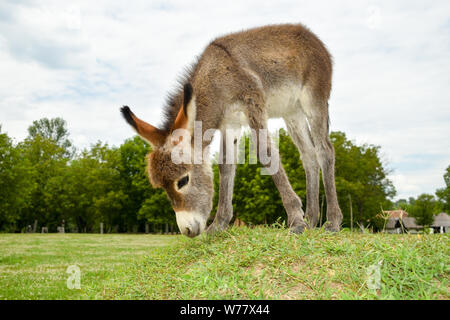 Âne bébé debout sur terrain. Banque D'Images