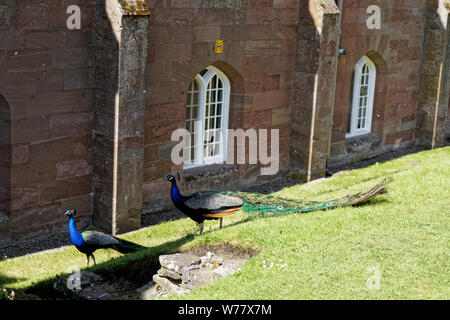 Des paons en Scone Palace Garden - Perth, Ecosse, Royaume-Uni Banque D'Images