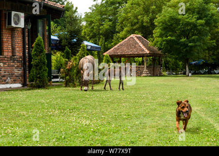 Un chien joue avec un âne en famille. Banque D'Images