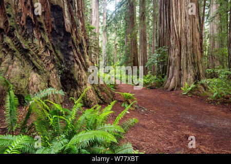 CA03453-00...CALIFORNIE - Stout Grove en Jediah Smith Redwoods State Park le long de la Redwood Coast. Banque D'Images