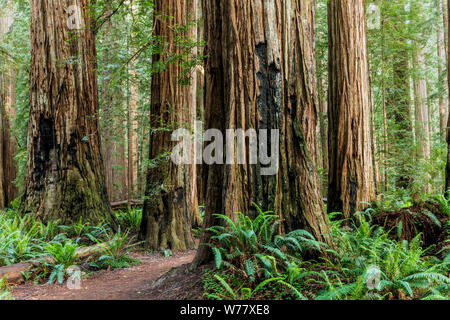 CA03454-00...CALIFORNIE - Stout Grove en Jediah Smith Redwoods State Park le long de la Redwood Coast. Banque D'Images