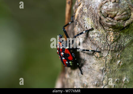 Vu LANTERFLY NYMPHE, 4ème stade AILANTHUS SUR L'écorce des arbres, NEW YORK Banque D'Images