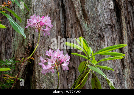 CA03459-00...CALIFORNIE - Le sentier en Jediah Hiouchi Smith Redwoods State Park passe par des bosquets de séquoias et de rhododendrons. Banque D'Images