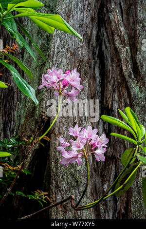 CA03460-00...CALIFORNIE - Le sentier en Jediah Hiouchi Smith Redwoods State Park passe par des bosquets de séquoias et de rhododendrons. Banque D'Images