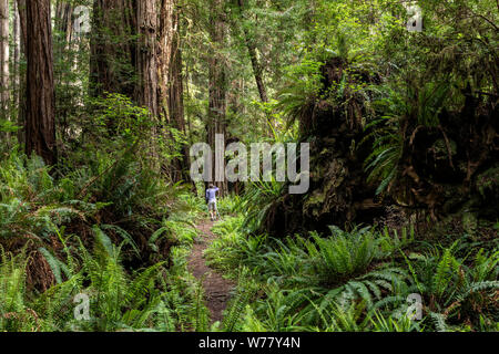 CA03463-00...CALIFORNIE - Vicky Printemps de photographier à Prairie Creek Redwoods State Park. M.# S1 Banque D'Images