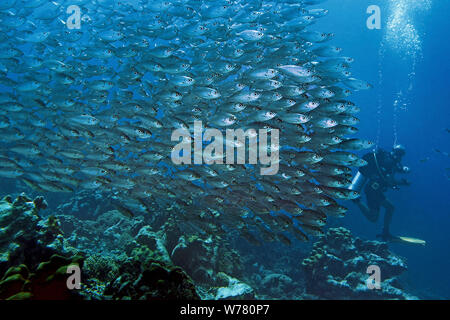 Scuba Diver et maquereaux, poissons de cigare (Decapterus macarellus), scolarisation, Curacao Banque D'Images