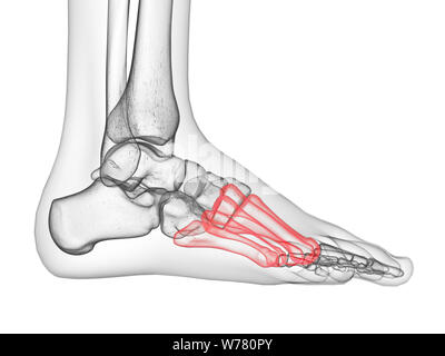 Médicalement en rendu 3d illustration exacte de l'os métatarsien Banque D'Images