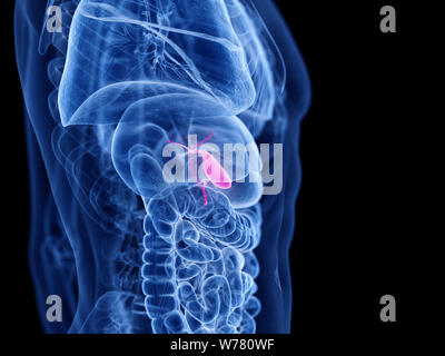 Médicalement en rendu 3d illustration de la vesícula biliaire précis Banque D'Images