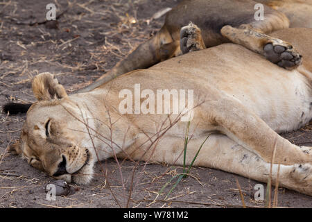 Lionne dormant et agissant comme un oreiller de Selous, Tanzanie Banque D'Images