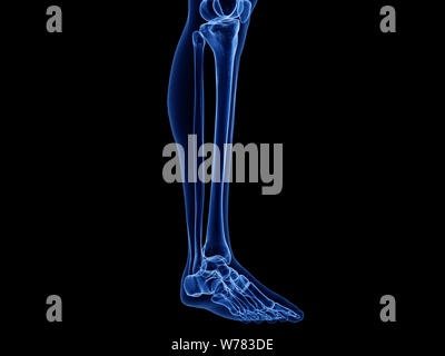 Médicalement en rendu 3d illustration exacte de l'os de la jambe Banque D'Images