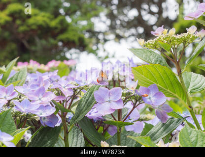 Petit papillon orange pourpre sur l'Hydrangea Flowers Blooming en été Banque D'Images