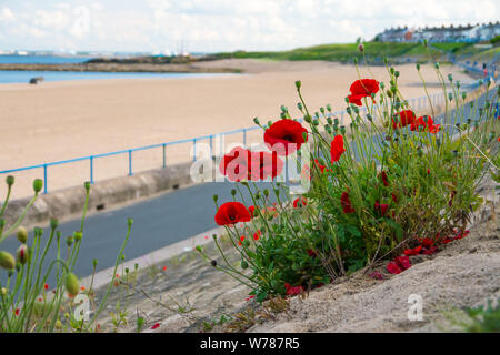 Coquelicots rouges sauvages le long d'un remblai à Newbiggin-by-the-Sea Coast Banque D'Images